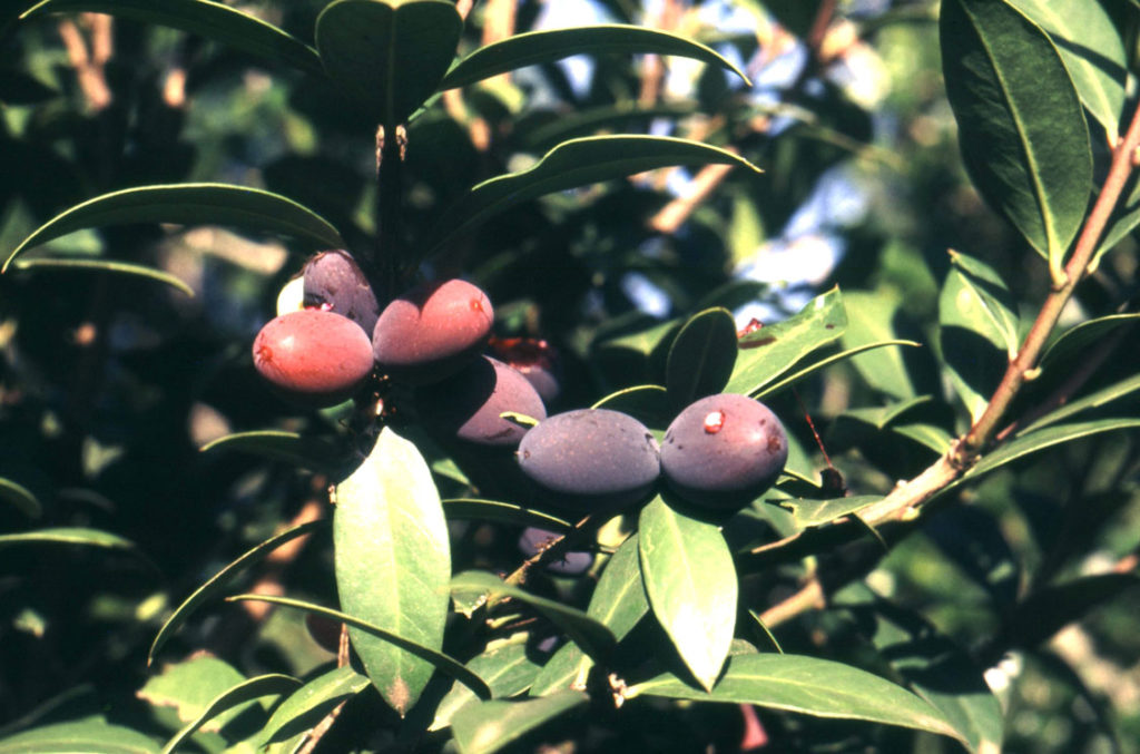 Acokanthera oppositifolia (Bushman’s Poison)
