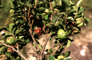 Diospyros whyteana (Bladder Nut)