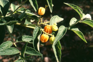 Hoslundia opposita (Orange Bird-berry)