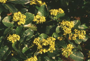 Psychotria capensis (Black Bird-berry)