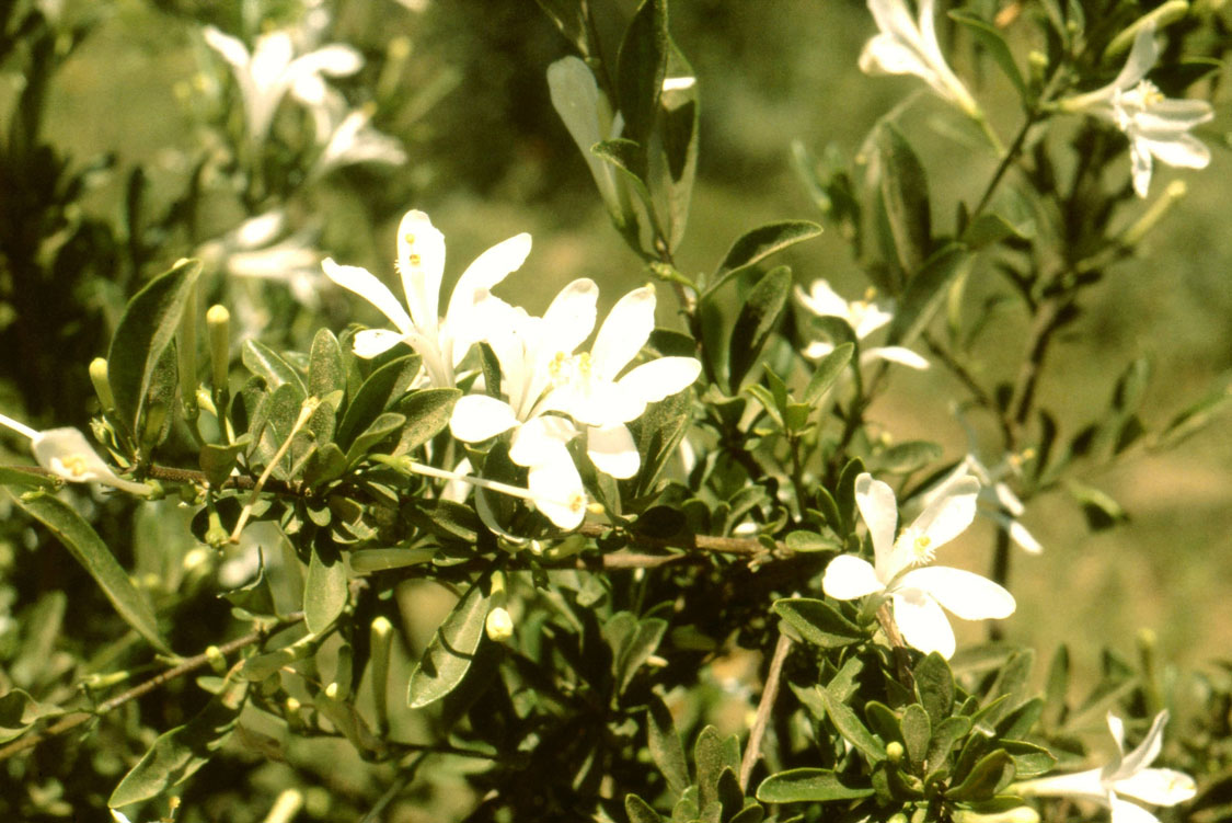 Turraea obtusifolia (Small Honeysuckle Tree)