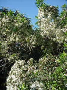 Pavetta lanceolata (Bride’s Bush)
