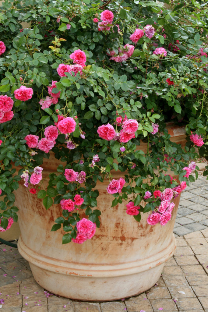 Granny’s Delight - roses in containers