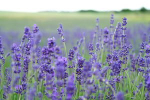 Low-maintenance-lavender