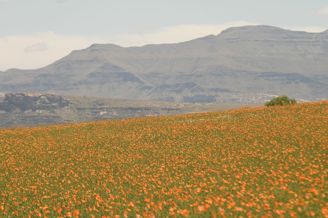 SOUTH AFRICAN POPPY (PAPAVER ACULEATUM)