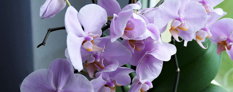 GROWING ORCHIDS