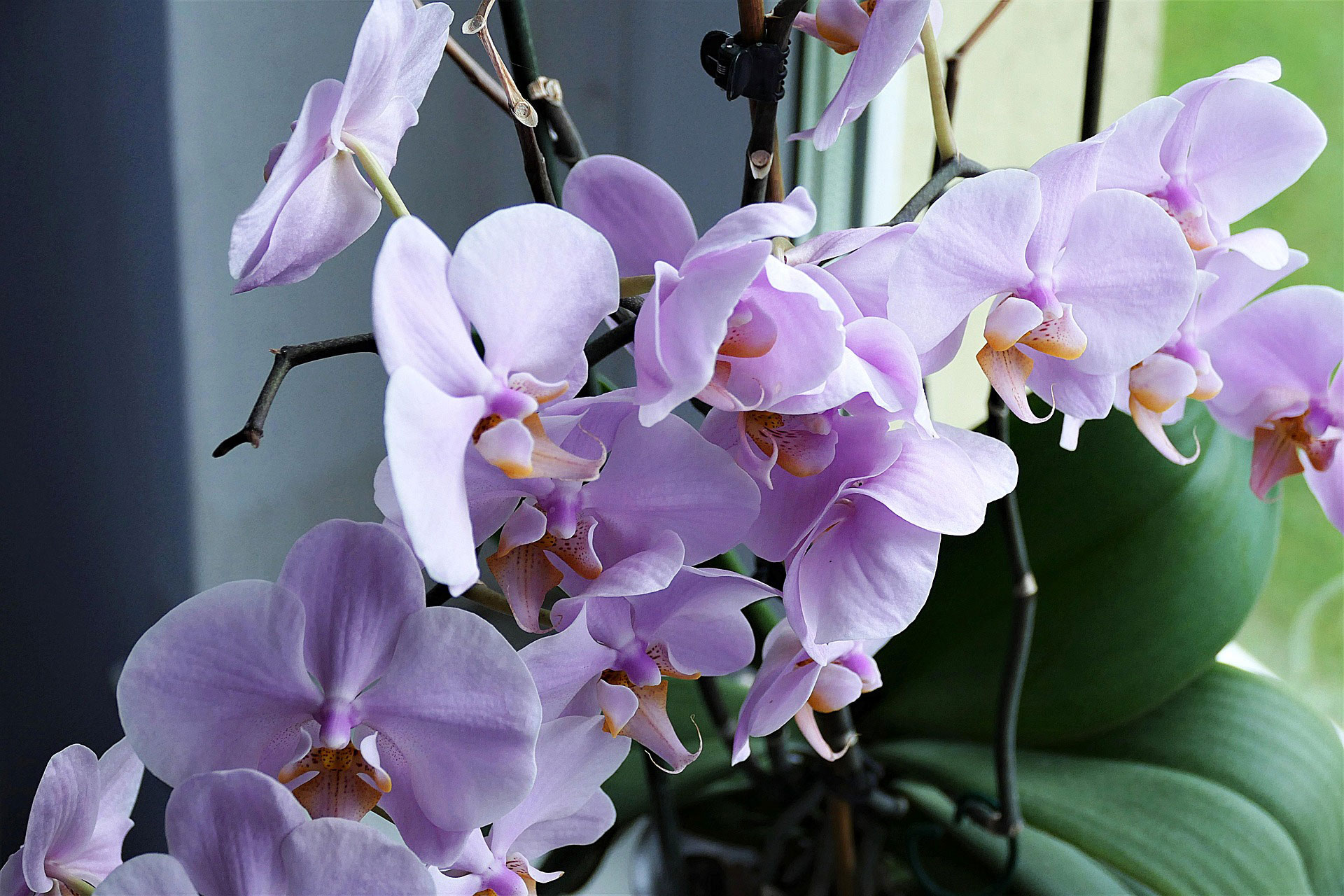 GROWING ORCHIDS