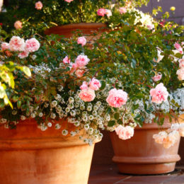 roses-in-containers