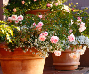 roses-in-containers