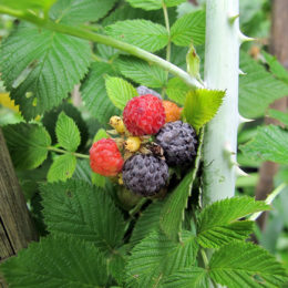 Blackberries on tree