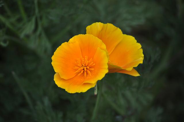 california-poppy