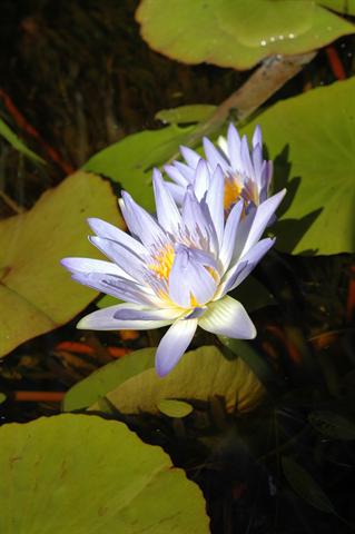 nymphaea-capensis-syn-n-nouchali-var-caerulea-or-cape-blue-water-lily