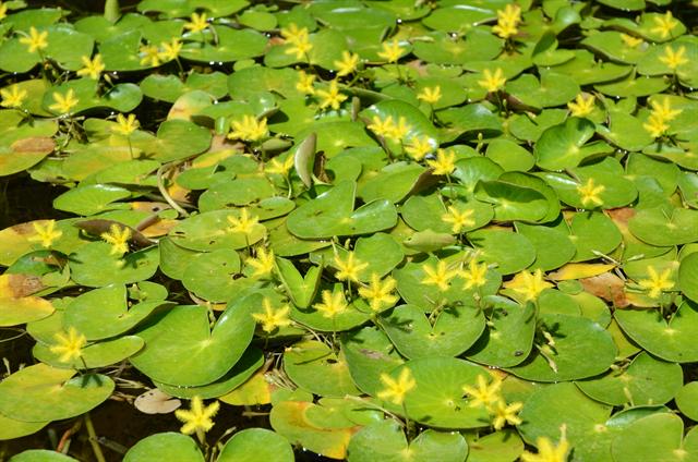 nymphoides-thunbergiana-floating-hearts-or-yellow-water-lily