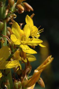 wachendorfia-thysiflora-golden-spectre-or-bloodroot