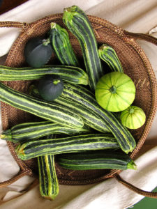 Summer squash - Growing veggies from seed