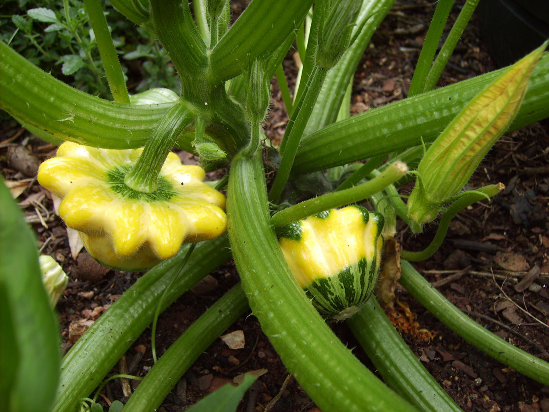 Patty pans - Growing veggies from seed