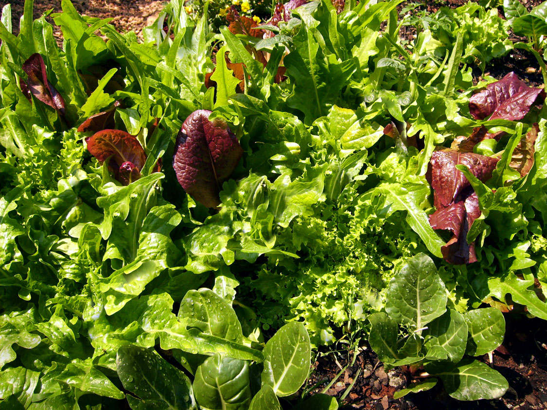 lettuce - Growing veggies from seed