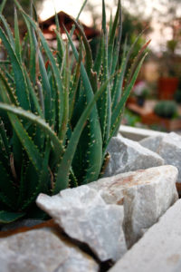 The fleshy leaves of the aloes emphasise the rustic look of the garden.