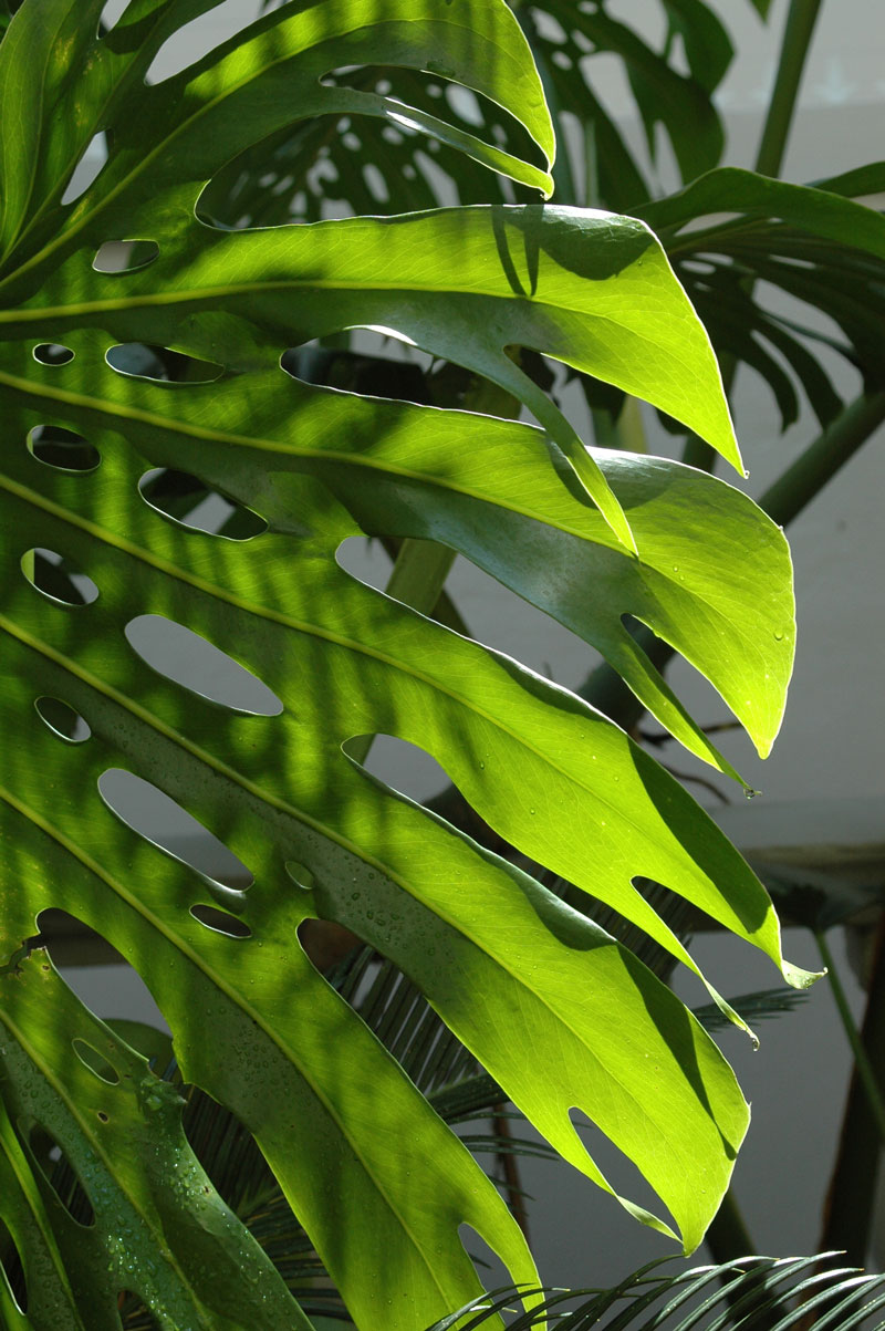 DELICIOUS MONSTER (Monstera deliciosa) -- tropical plants SA Garden and Home