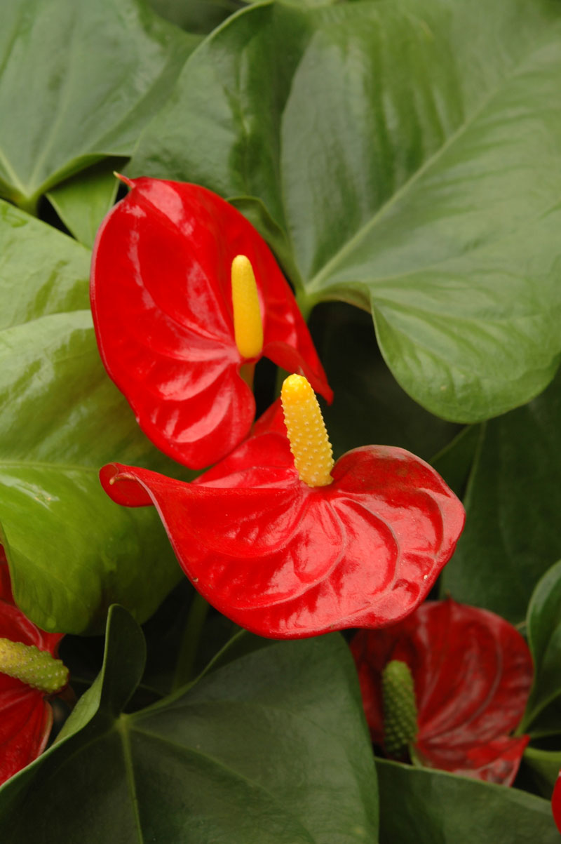 FLAMINGO LILY (Anthurium spp.) -- tropical plants SA Garden and Home