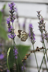 Butterfly-on-lavender