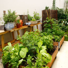 Container veggies - growing veggies in containers