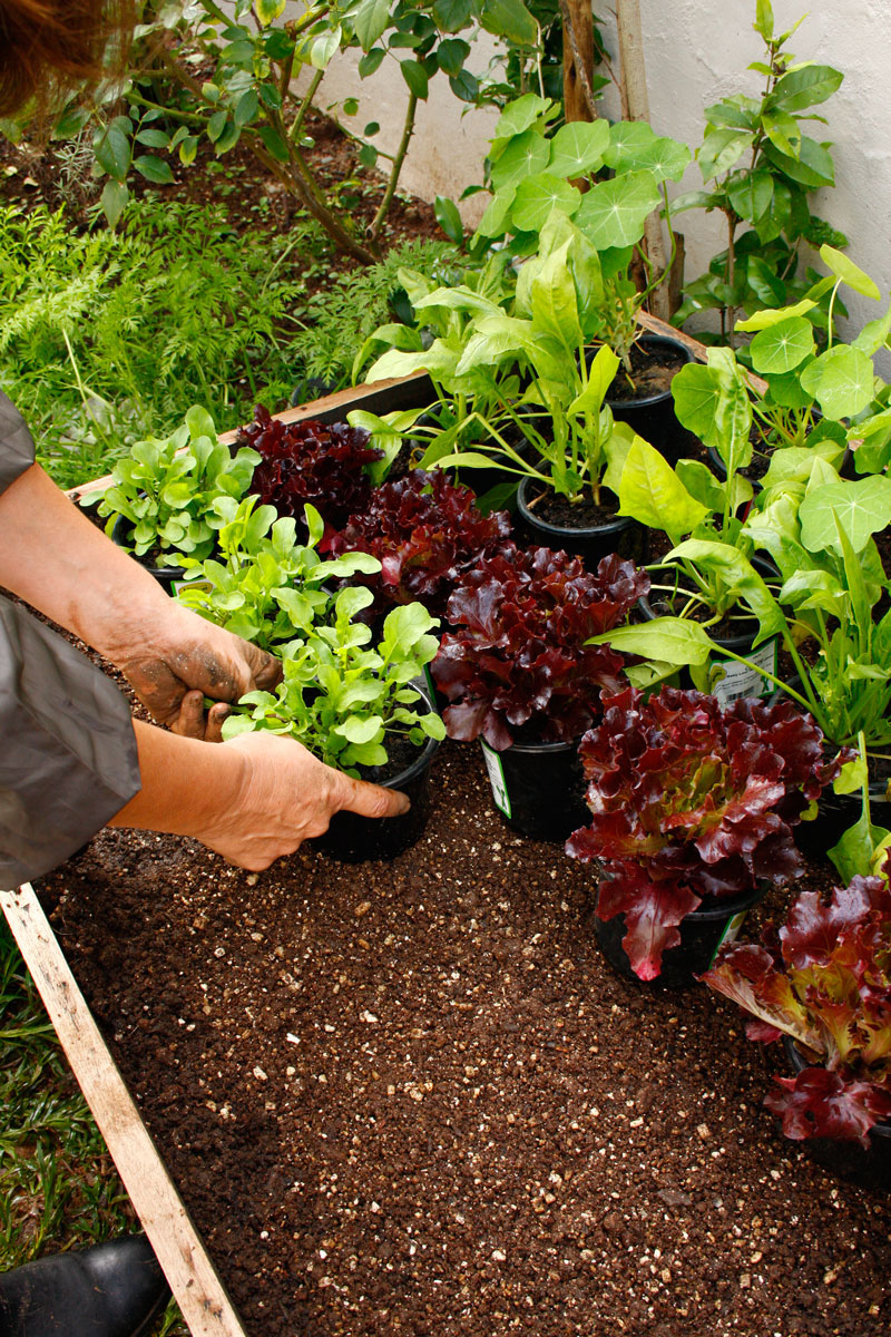 Plant them up - growing veggies in containers