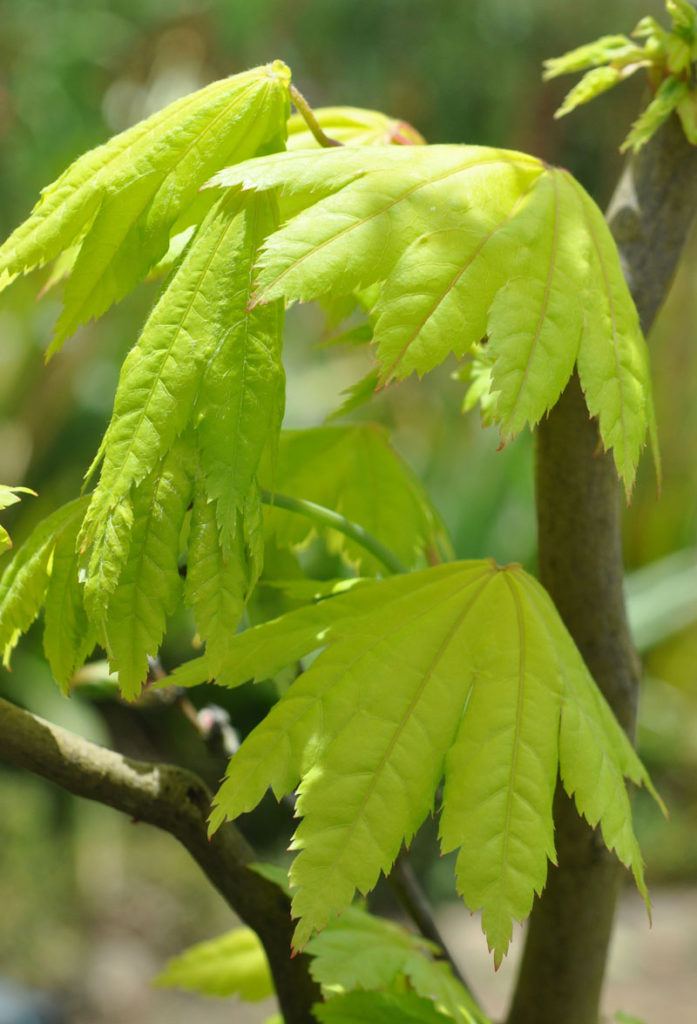 Acer japonicum ‘Aureum’