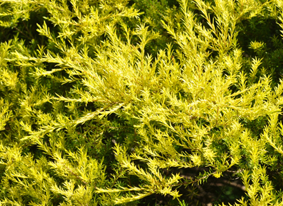 Melaleuca bracteata ‘Johannesburg Gold’ - protecting plants against frost