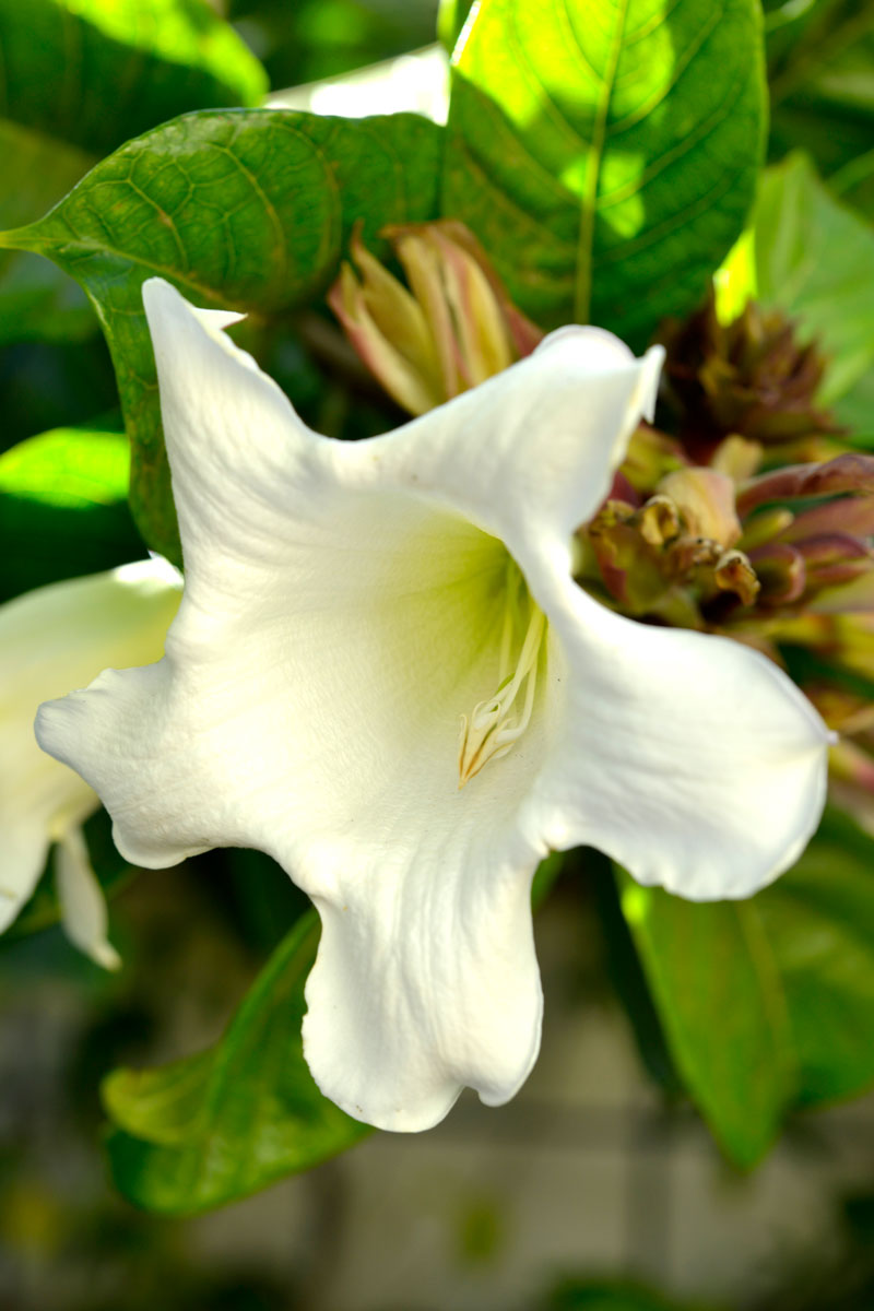 Beaumontia grandiflora (Herald’s trumpet) 