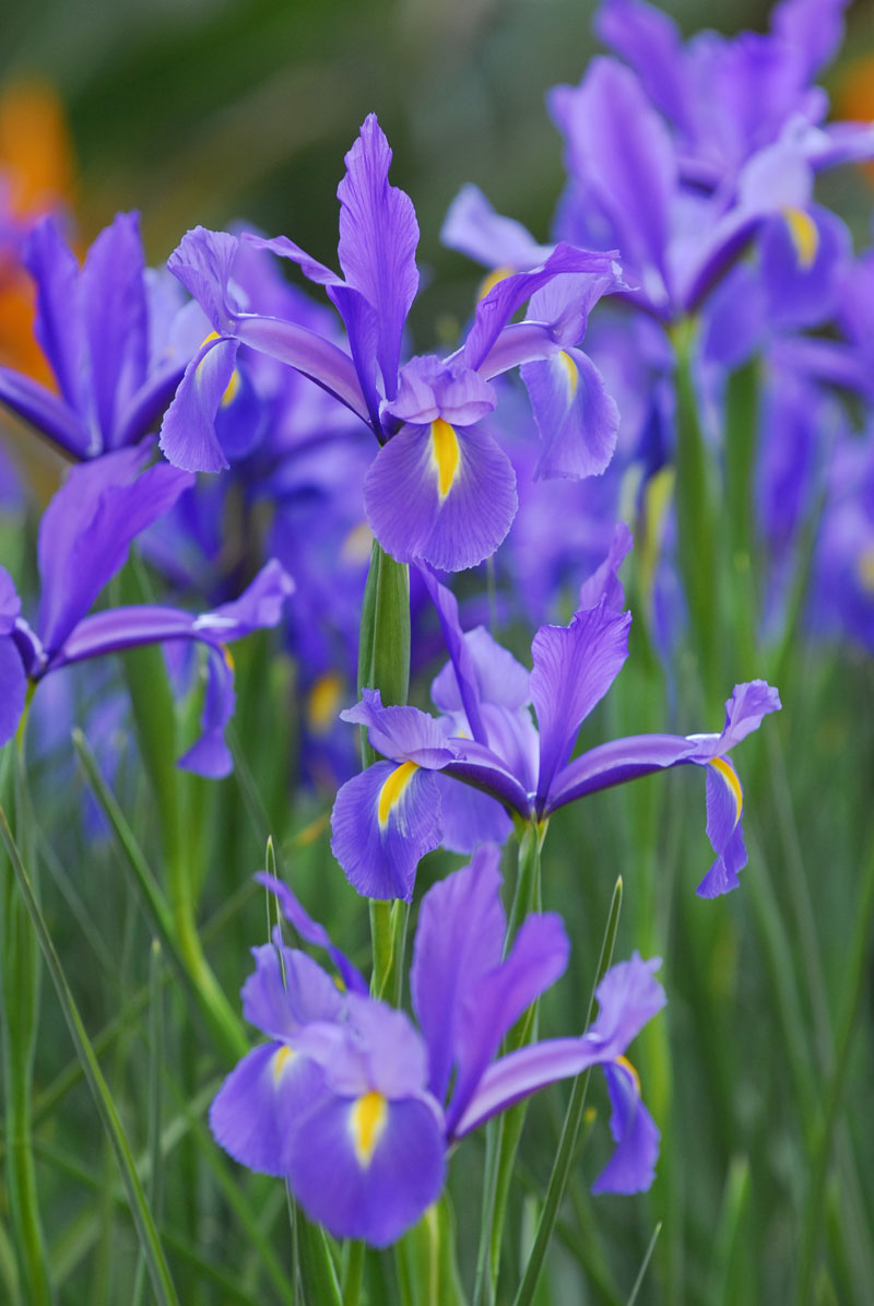Dutch iris -- growing irises