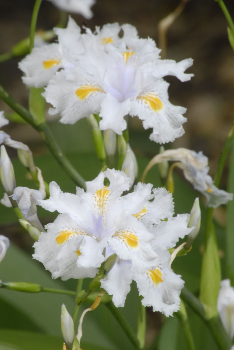 Crested iris japonica