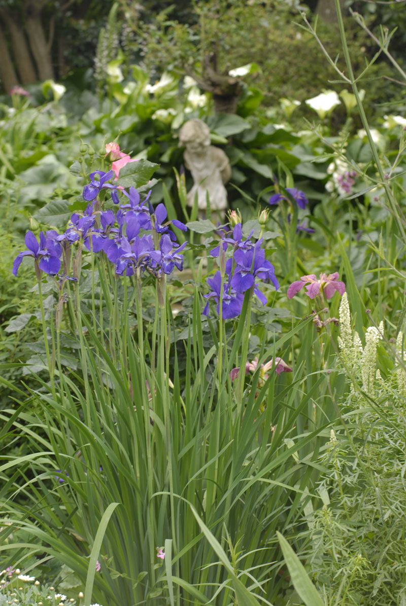 Siberian iris -- growing irises