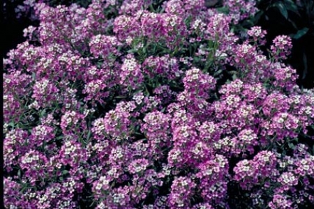 Lobularia maritime ‘Royal Carpet’ - how to grow alyssum