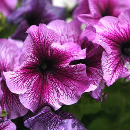 purple-petunia
