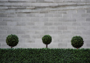 topiary in containers