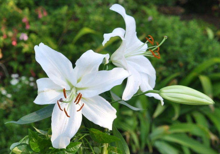 A complete guide to growing lilies | SA Garden and Home