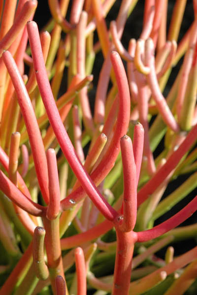 Firesticks -- trendy indigenous plants