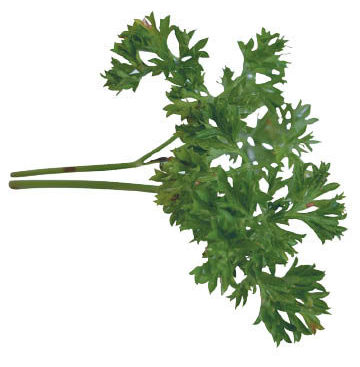 parsley-petroselinum-crispum