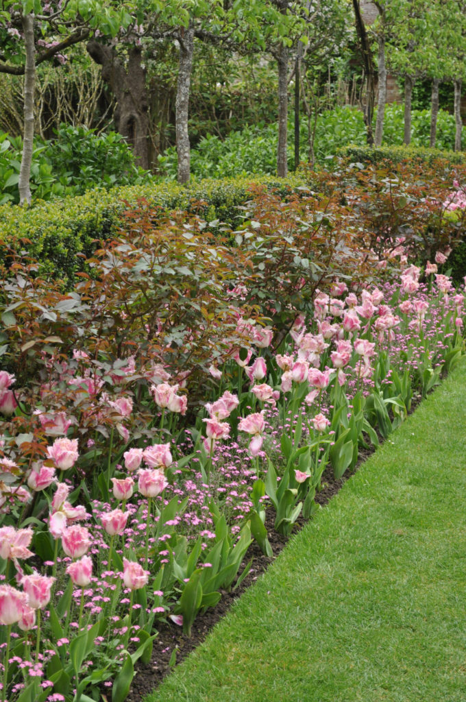 tips for growing tulips - SA Garden and Home
