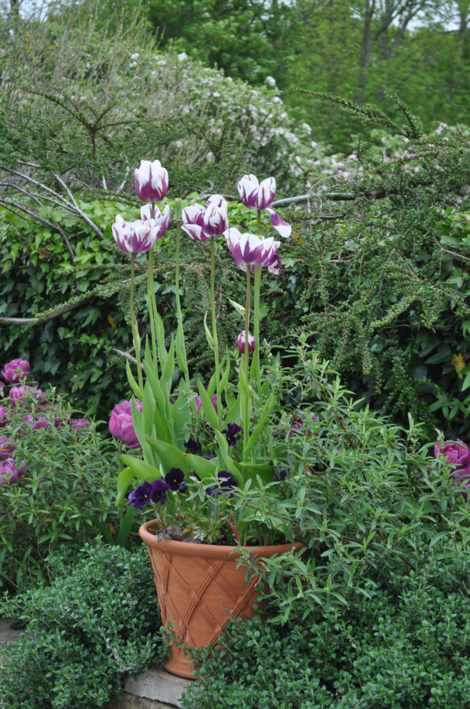 tips for growing tulips - SA Garden and Home