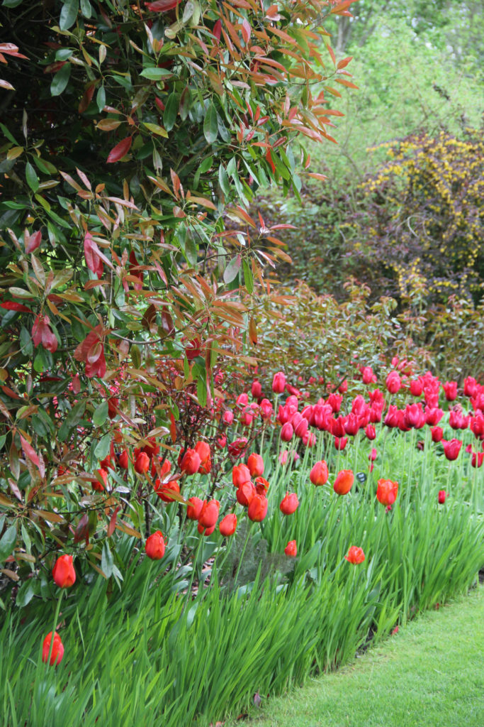 Tips for growing tulips - SA Garden and Home
