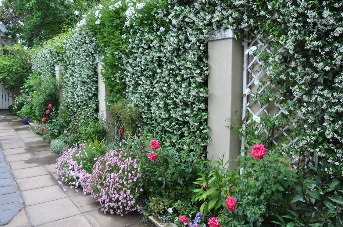Soften boundary walls - garden quick fixes