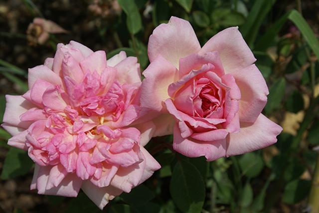 ‘Souvenir de Mme Léonie Viennot’ is a Tea rose with blooms of pale yellow shaded by copper pink. It flowers into winter and grows 3m high and 2m wide.