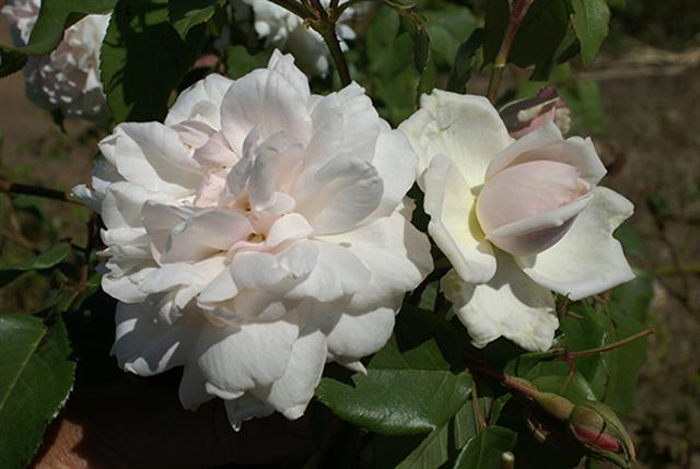 ‘Mme Alfred Carrière’ is a Noisette rose with large, sweetly scented pinkish-white blooms. It flowers continuously and grows into a large 2m high and 3m wide shrub