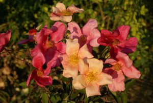 Rosa chinensis ‘Mutabalis’ has single, butterfly like coppery yellow blooms. It flowers repeatedly and grows into a 2m high and wide shrub.