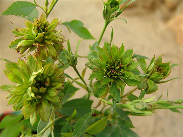 Rosa chinensis viridiflora is the first green rose. It grows 2m high and wide and produces clusters of unusually shaped green blooms throughout summer