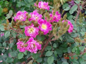 Goethe’ (Moss rose) has small, single magenta blooms and heavily mossed (hairy) stems. It only flowers in spring and grows 2m high and 1m wide.