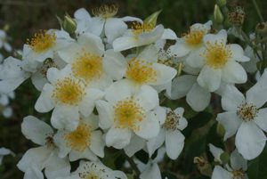 Rosa moschata nana produces large clusters of white semi-double flowers with a sweet musk scent. It flowers continuously into winter and grows 1m high and wide.