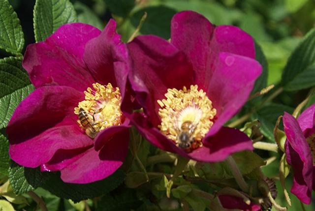 Rosa rugosa regeliana produces single purple flowers throughout summer and grows into a compact, tough 1m high and wide shrub.